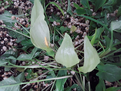 Arum italicum