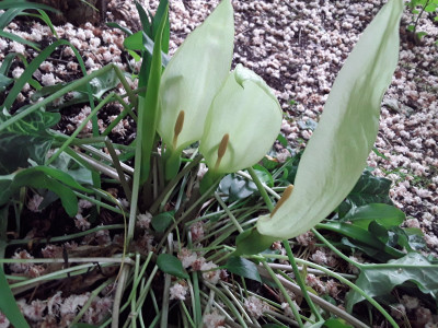 Arum italicum