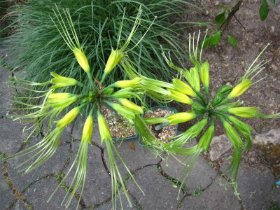 Eucrosia-x-3.jpg