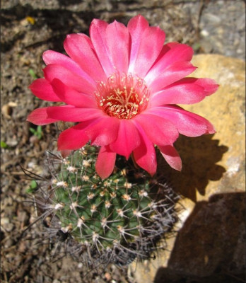 Lobivia riolarensis.JPG