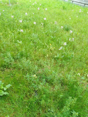Wiese mit Götterblumen