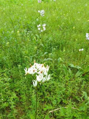Wiese in Neuperlach/München
