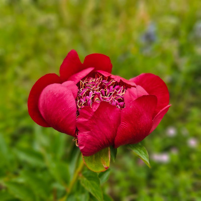 Paeonia Walter Mains 20250521_112128.jpg