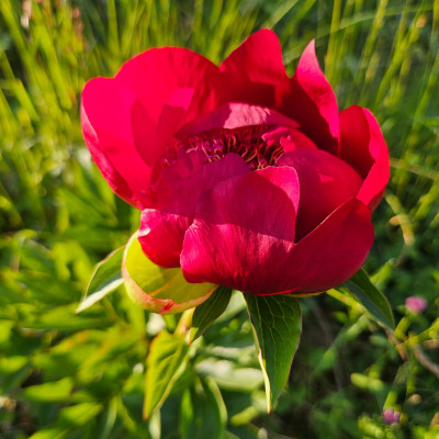 Paeonia Walter Mains 20250518_191848.jpg