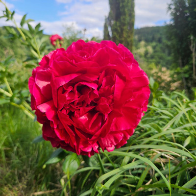 Paeonia Henry Bockstoce 20250523_170026.jpg