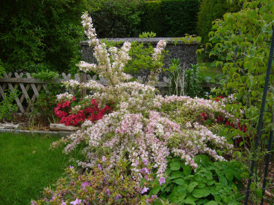 Weigela variegata nana VoGa 1.JPG