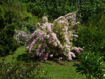 Weigela variegata nana 1.JPG