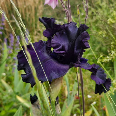 unbekannte dunkel blauviolette self 20250523_172442.jpg