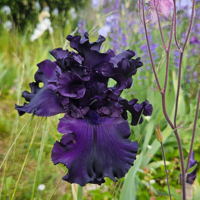 unbekannte stark gerüscht self dunkel blauviolett in Cassian 20250523_170708.jpg
