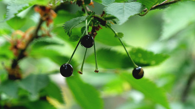 Prunus incisa kojou-no-mai
