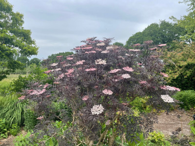 Sambucus nigra Black Lace Mai 2025.jpg