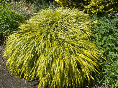 Hakonechloa macra Aureola Mai 2025.jpg