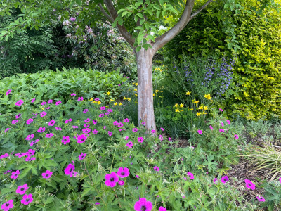 Garten Mai 2025.jpg