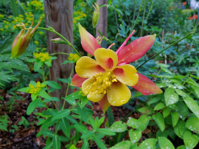 Aquilegia x canadensis 1.jpg