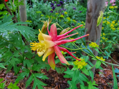 Aquilegia x canadensis.jpg