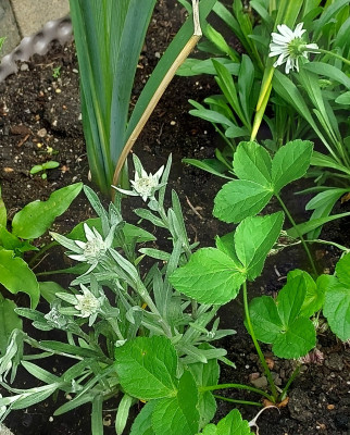Edelweiss
