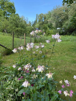 IMG_6615.jpeg