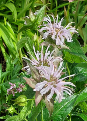 Rosa Monarda