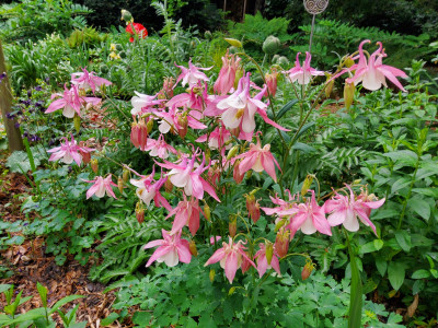 Aquilegia Barbie1.jpg