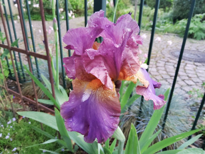 Iris Ostrogoth2.jpg
