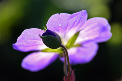 Geranium-Offenblende-1.jpg