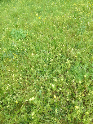 Wiese im Vollmarpark