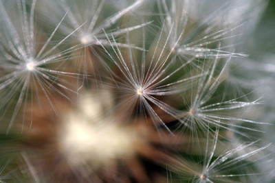 Pusteblume-Offenblende-2.jpg