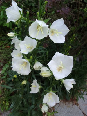 Campanula persiciflora