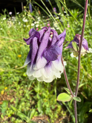 IMG_4648.jpeg