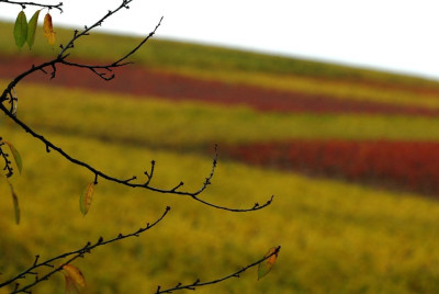 Pfalz_1_28-10-2008.jpg