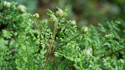 D.d.l.crispa Detail
