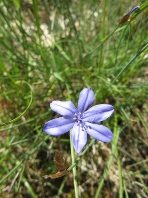 Einzelblüte