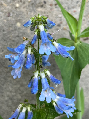 Penstemon