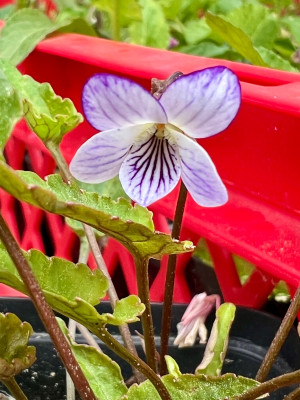 Viola