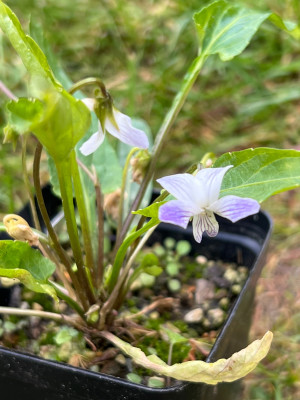 Viola