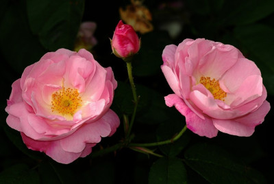 Rosa_Blush_Noisette_1_22-06-2008.jpg