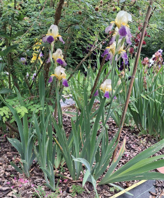 I_Irisfool_Burgeniris_20250525_132839_B.jpg