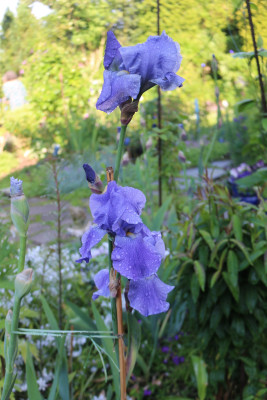 Iris blau hoch Terrasse 39.JPG