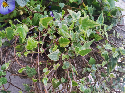 Hedera Mutter Sport Marsupilami.jpg