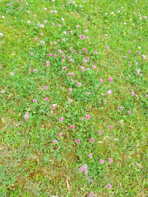 Wiesenblumen