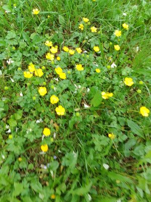 Gelbe Wiesenblumen