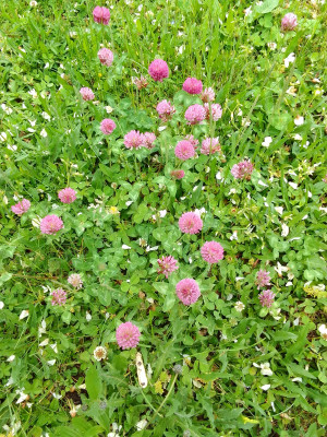 Wiesenklee