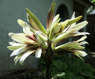 Cardiocrinum cathayanum 1.jpg