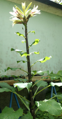Cardiocrinum cathayanum 2.jpg