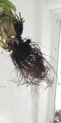 IMG_20250527_163927.jpg (333.17 KiB) 1224 mal betrachtet Braun schwarz trocken