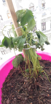 IMG_20250527_132426.jpg (417.46 KiB) 1224 mal betrachtet Umgetopft keine Erholung