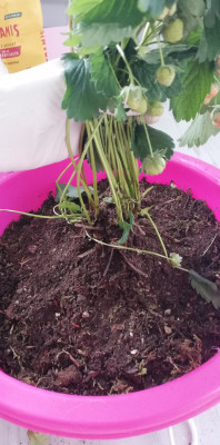 IMG_20250524_164758.jpg (495.71 KiB) 1224 mal betrachtet Zu tief gepflanzt?