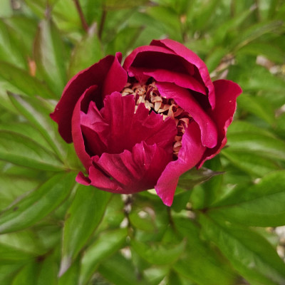 Paeonia Sword Dance oder Midnight Sun 20250527_140201.jpg
