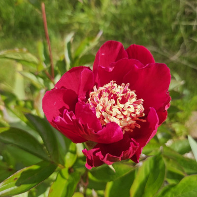Paeonia japonica Cassian welche Sword Dance oder Midnight Sun.jpg