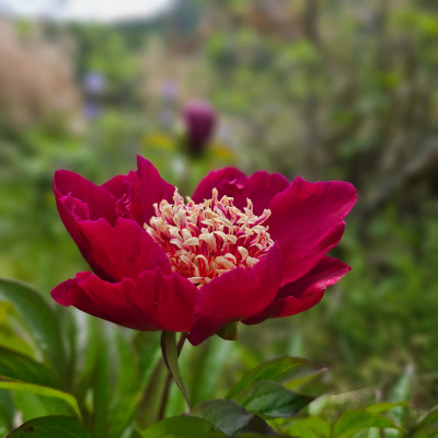 Paeonia Sword Dance oder Midnight Sun 20250527_113510.jpg